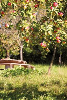 Lageplan Kreisobstlehrgarten (9)