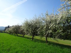 Streuobstwiese
