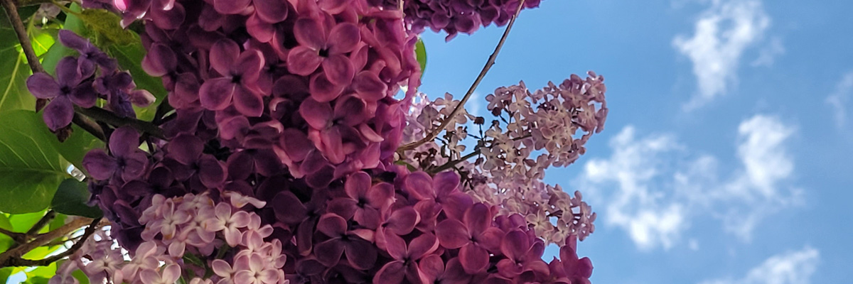 Header Windberg 007 (flieder)